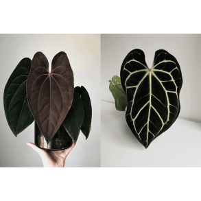 Anthurium 'Red Vein Dark Phoenix' x (carlablackiae x crystallinum) 'Ciara'