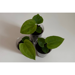 Anthurium 'Red Vein Dark Phoenix' x besseae aff. 'Trinity'