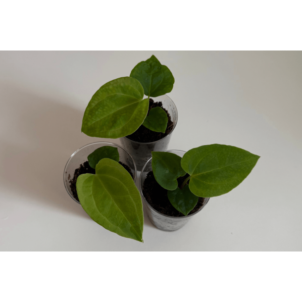 Anthurium 'Red Vein Dark Phoenix' x besseae aff. 'Trinity'