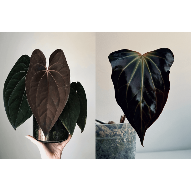 Anthurium 'Red Vein Dark Phoenix' x besseae aff. 'Trinity'