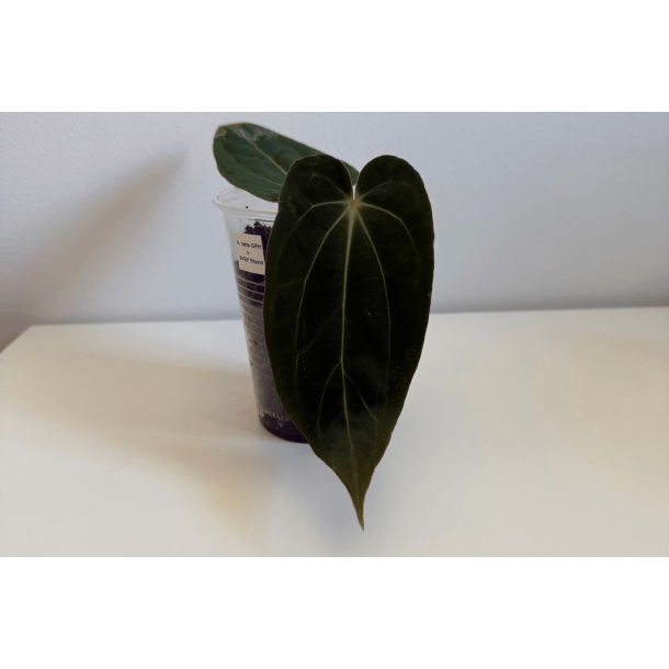 Anthurium carlablackiae 'GPH - 001' x BVEP 'Round'
