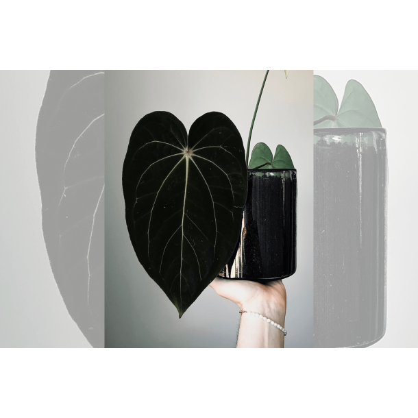 Anthurium carlablackiae 'GPH - 001' x BVEP 'Round'