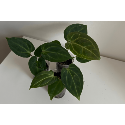 Anthurium (carlablackiae x crystallinum) 'Ciara' x besseae aff. 'Trinity'