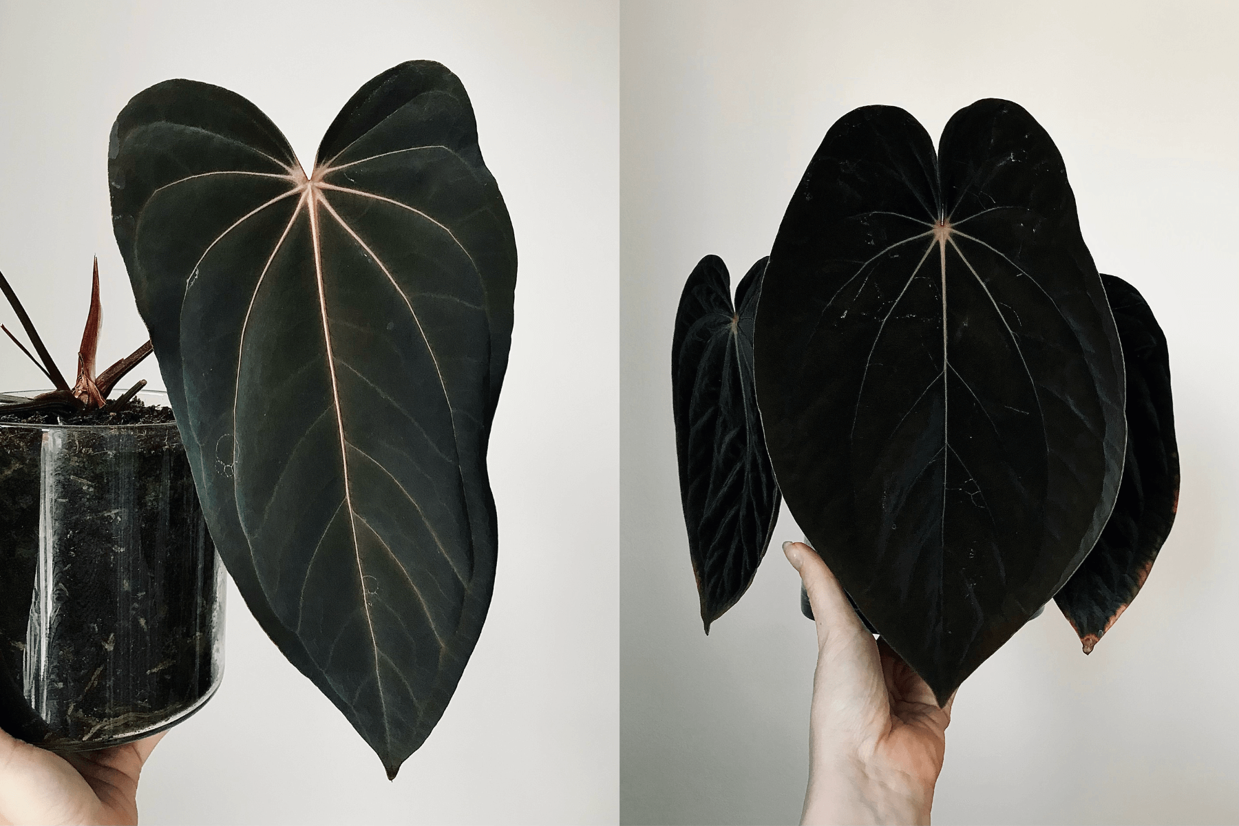 Anthurium (papillilaminum 'RLFS' x carlablackiae) x BVEP 'Laila'