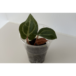 Anthurium carlablackiae 'Aphrodite'
