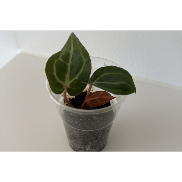 Anthurium carlablackiae 'Aphrodite'