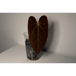 Anthurium papillilaminum 'RLFS' x carlablackiae