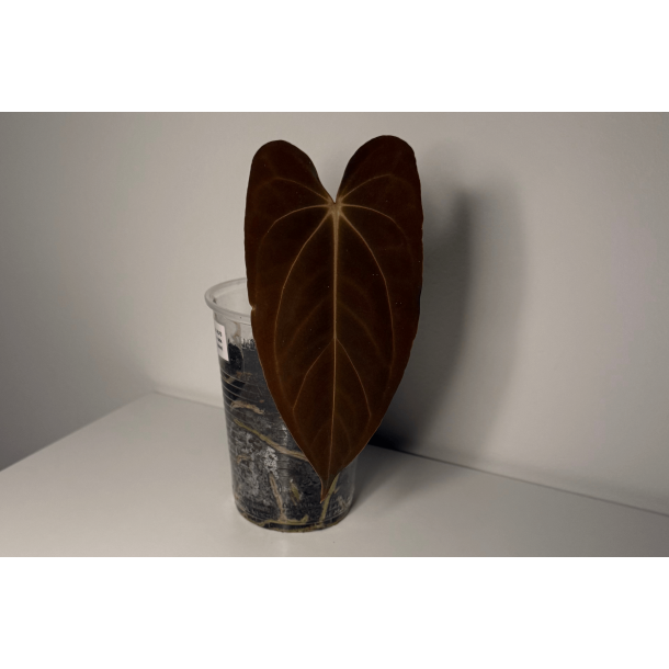 Anthurium papillilaminum 'RLFS' x carlablackiae